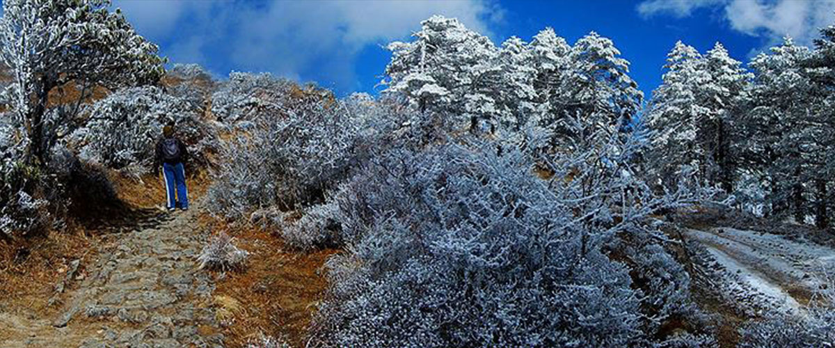 The Trail to Sandakphu